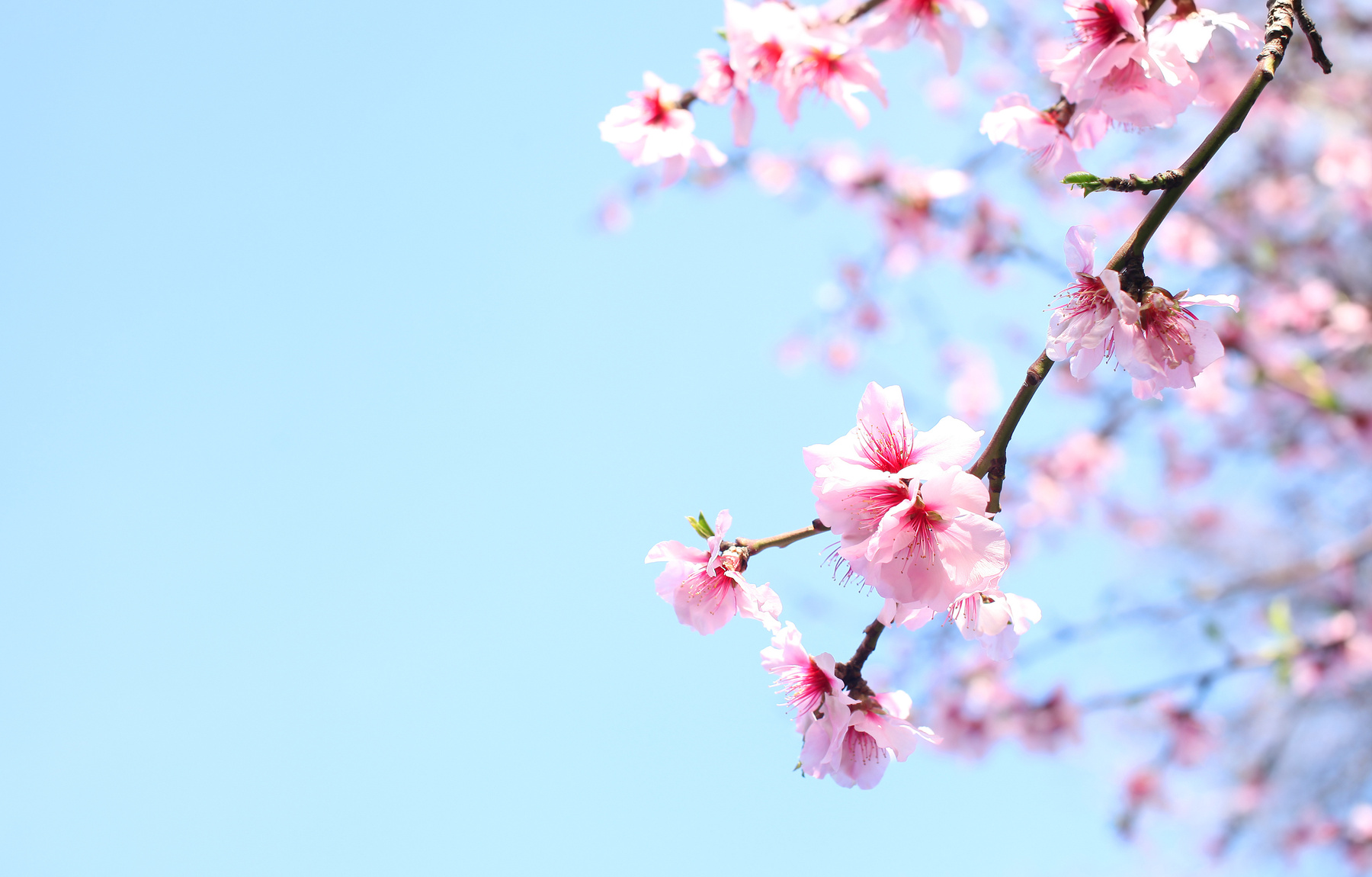 Spring Cherry blossoms